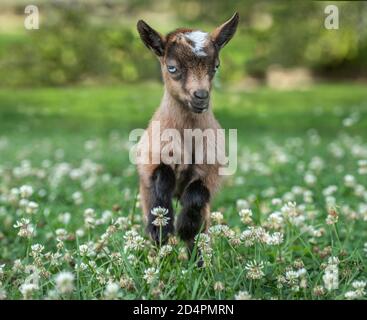 Six week old Nigerian Dwarf Dairy Goat  kid bounding through  wildflowers Stock Photo