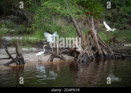 Natural vegetation along Suwanee River waterway near Rock Bluff, FL Stock Photo