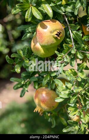 Pomegranate fruits hanging on a tree branch in the garden. Morning sunlight, verical closeup view Stock Photo