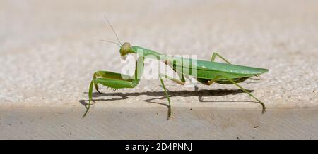 Green praying mantis. European or Mantis Religiosa against beige color background, copy space, closeup view. Stock Photo