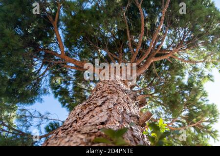 One tall green pine tree with rough bark from below to upwards. Sunbeams through evergreen plant needles, blue sky background, under close up view. Stock Photo