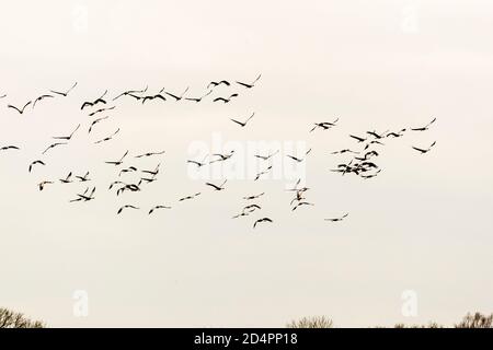 Silhouette of a flock of cranes in Röbel-Müritz, Germany Stock Photo