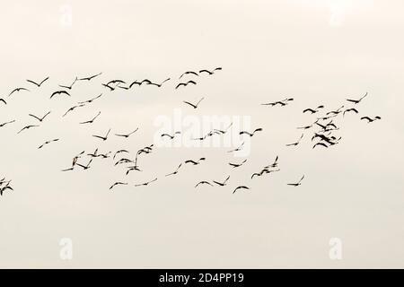 Silhouette of a flock of cranes in Röbel-Müritz, Germany Stock Photo