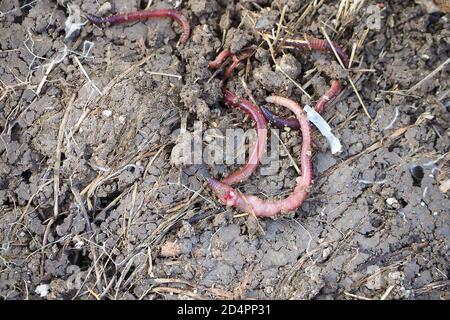 earthworms moving on the surface of the soil,earthworms moving on the surface of the soil, Stock Photo