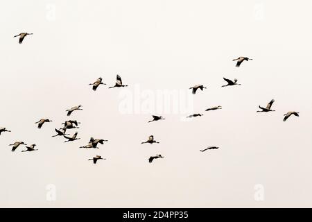 Silhouette of a flock of cranes in Röbel-Müritz, Germany Stock Photo