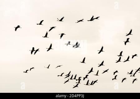 Silhouette of a flock of cranes in Röbel-Müritz, Germany Stock Photo