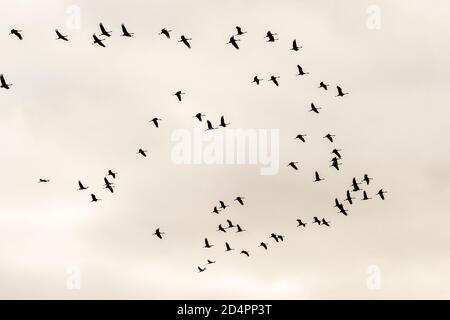 Silhouette of a flock of cranes in Röbel-Müritz, Germany Stock Photo