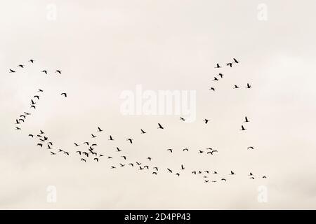 Silhouette of a flock of cranes in Röbel-Müritz, Germany Stock Photo