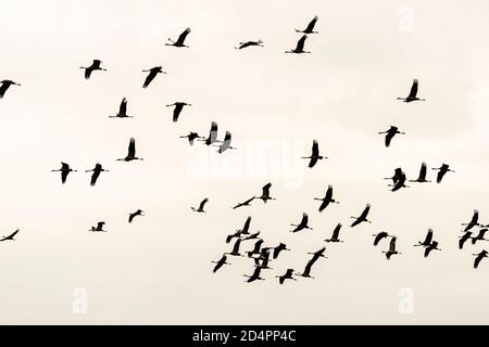 Silhouette of a flock of cranes in Röbel-Müritz, Germany Stock Photo