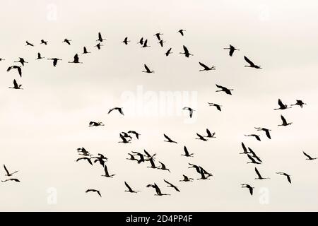 Silhouette of a flock of cranes in Röbel-Müritz, Germany Stock Photo