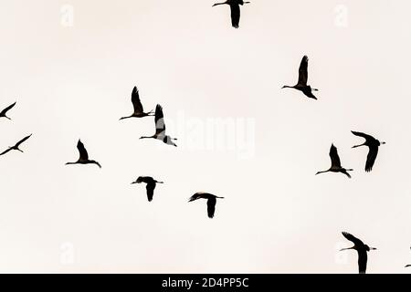 Silhouette of a flock of cranes in Röbel-Müritz, Germany Stock Photo