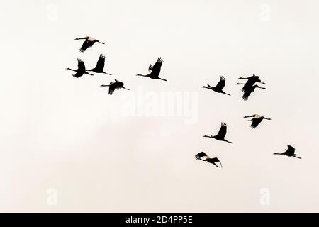 Silhouette of a flock of cranes in Röbel-Müritz, Germany Stock Photo