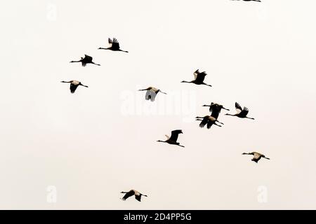 Silhouette of a flock of cranes in Röbel-Müritz, Germany Stock Photo