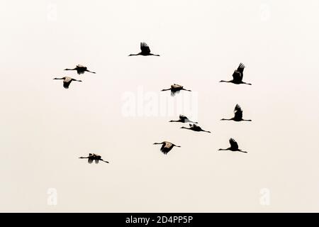 Silhouette of a flock of cranes in Röbel-Müritz, Germany Stock Photo