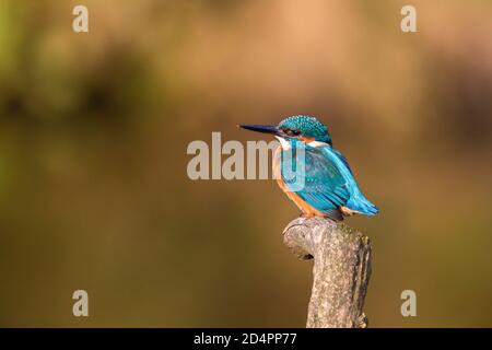 Side view close up of UK kingfisher bird (Alcedo atthis) perching isolated outdoors on branch, soft bokeh background & copy space. Stock Photo