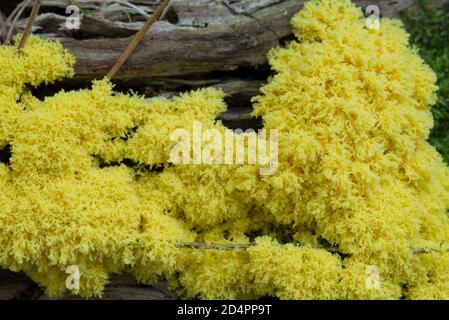 Fuligo septica, slime mold, scrambled egg slime fungus on tree stump closeup selective focus Stock Photo