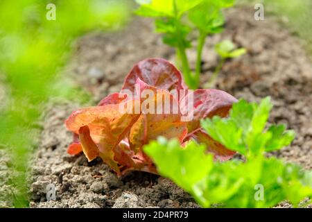 Lettuce 'Marvel of Four Seasons', grown as a catch crop, interplanted between celeriac 'Monarch' plants. Stock Photo