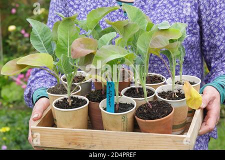 Brassica oleracea var. botrytis. Woman preparing to plant out young homegrown cauliflower plants in a vegetable garden plot. UK Stock Photo