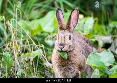 Easter cottontail foraging for food in the meadow Stock Photo