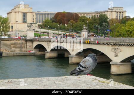 Paris, France. October 04. 2020. Pigeon in close-up on the banks of the Seine river. Monument of the Trocadero in the background deliberately blurred. Stock Photo
