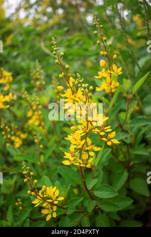 looking at the wild colorful flowers in the garden Stock Photo