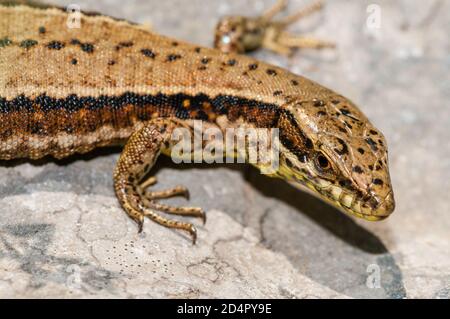 common wall lizard, Podarcis muralis, on a rock, Catalonia Spain Stock Photo