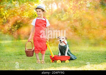 Kid boy and his dog as funny gardeners picking fresh plums in garden on sunny day Stock Photo