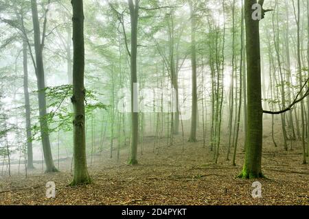 Untouched beech forest with fog, UNESCO World Heritage Old Beech Forests, Serrahn sub-area in ( Mecklenburg-Vorpomm ( Müritz National Park) , Germany, Stock Photo