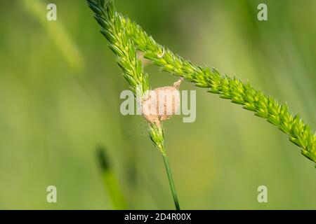 Layed eggs of an insect between blades of grass, Perlacher Forst, Oberbayern, Bavaria, Germany, Europe Stock Photo