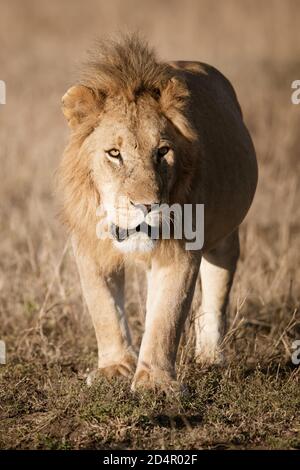 Lion (Panthera leo) in the Masaai Mara of Kenya Stock Photo