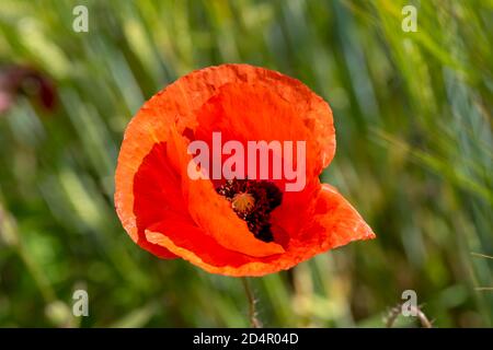 Blooming red poppy (Papaver) in a barley field, Upper Bavaria, Bavaria, Munich, Germany, Europe Stock Photo