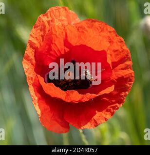Hoverfly, flowering red poppy (Papaver) in a barley field, Upper Bavaria, Bavaria, Munich, Germany, Europe Stock Photo