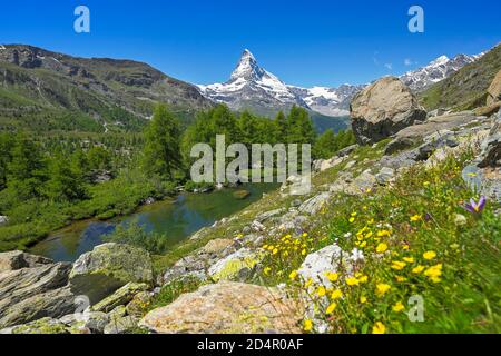 Alpine meadow of blossoming yellow flowers at the Grindjisee, behind snow-covered Matterhorn, Valais Alps, Canton Valais, Switzerland, Europe Stock Photo