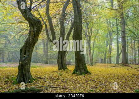 熱販売 Autumn in the jungle Baumweg, forest, hut forest, tree 家具