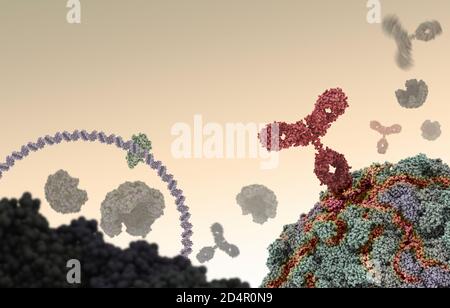 Human antibody (red) attacking a virus by binding to a specific site and then inhibiting the virus function. Stock Photo