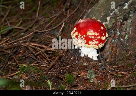 The Fly Agaric or Fly Amanita Amanita muscaria is now primarily famed for its hallucinogenic properties. Stock Photo