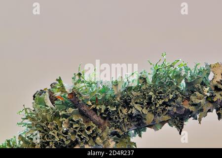 Oakmoss lichen growing on a branch of an oak tree. Isolated on a plain background with copy space. Stock Photo