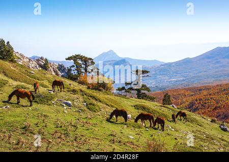 Autumn in Pollino National Park, southern Italy.  View from Serra Di Crispo. Stock Photo