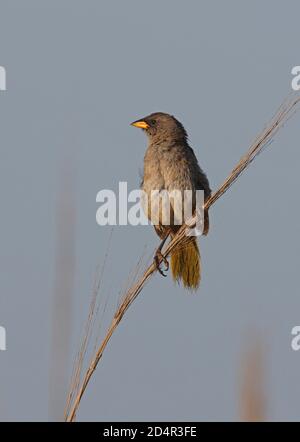 Great Pampa-finch (Embernagra platensis) adult perched on reed  Punta Rasa, Argentina           January Stock Photo