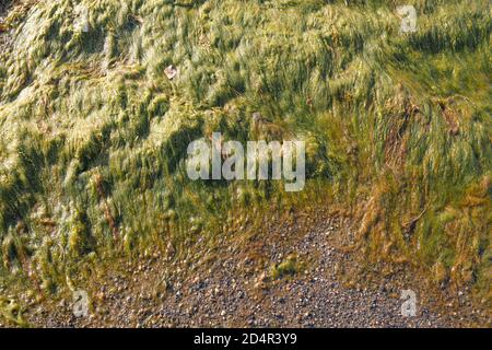 Green algae on the shore in the sea Natural, background. High quality photo Stock Photo