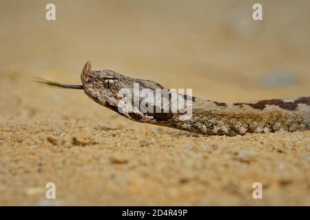 Nose-horned Viper - Vipera ammodytes also horned viper, long-nosed viper, nose-horned viper, sand viper, species found in southern Europe, Balkans and Stock Photo