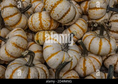 Mini white tiger pumpkins with orange stripes in a pile for sale at a farm used for autumn decorations and displays closeup Stock Photo