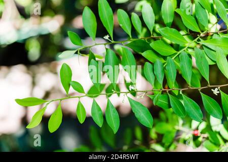 Coca leaves. These leaves of the coca plant (Erythroxylon coca) contain the stimulant chemical cocaine. Stock Photo