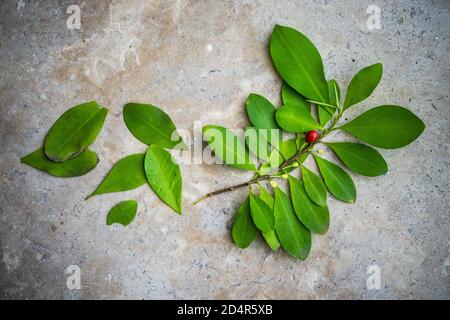 Coca leaves. These leaves of the coca plant (Erythroxylon coca) contain the stimulant chemical cocaine. Stock Photo