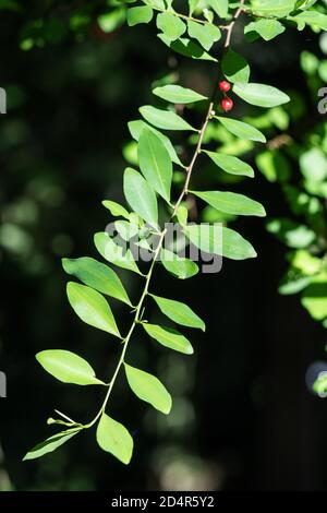 Coca leaves. These leaves of the coca plant (Erythroxylon coca) contain the stimulant chemical cocaine. Stock Photo