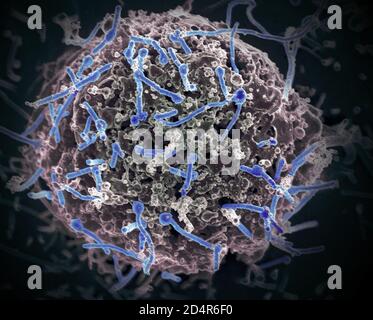 Ebola Virus From Mali Blood Sample Ebola virus isolated in November 2014 from patient blood samples obtained in Mali. The virus was isolated on Vero c Stock Photo