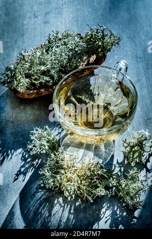 Lichen herbal tea. Stock Photo