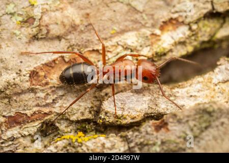 Carpenter Ant (Camponotus discolor) Stock Photo