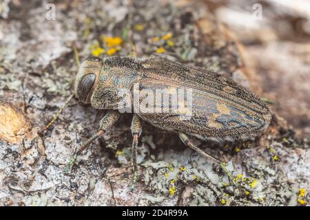 Metallic Wood-boring Beetle (Chrysobothris caddo) on the trunk of a fallen, dead Hackberry (Celtis sp.) tree. Stock Photo