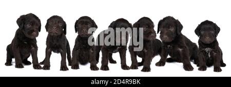 a Czech pointer dog or Bohemian wire dog named Cesky fousek eight - week puppy isolated on white Stock Photo